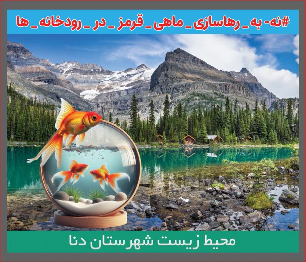 نه به رهاسازی ماهی قرمز در رودخانه ها ؛ تحویل ماهی ها به مراکز محیط زیست